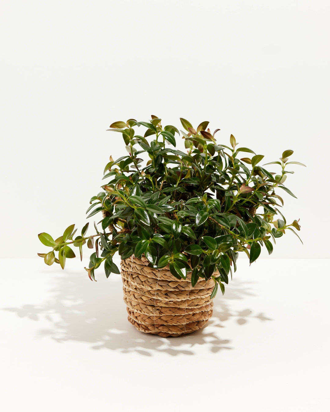 Nematanthus Black Goldfish Plant