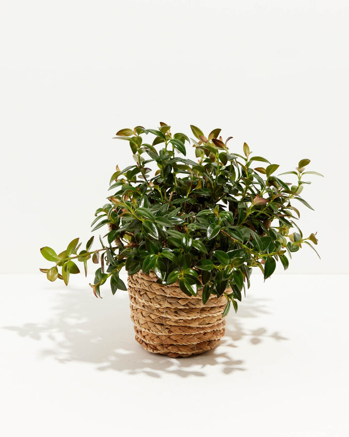 Nematanthus Black Goldfish Plant