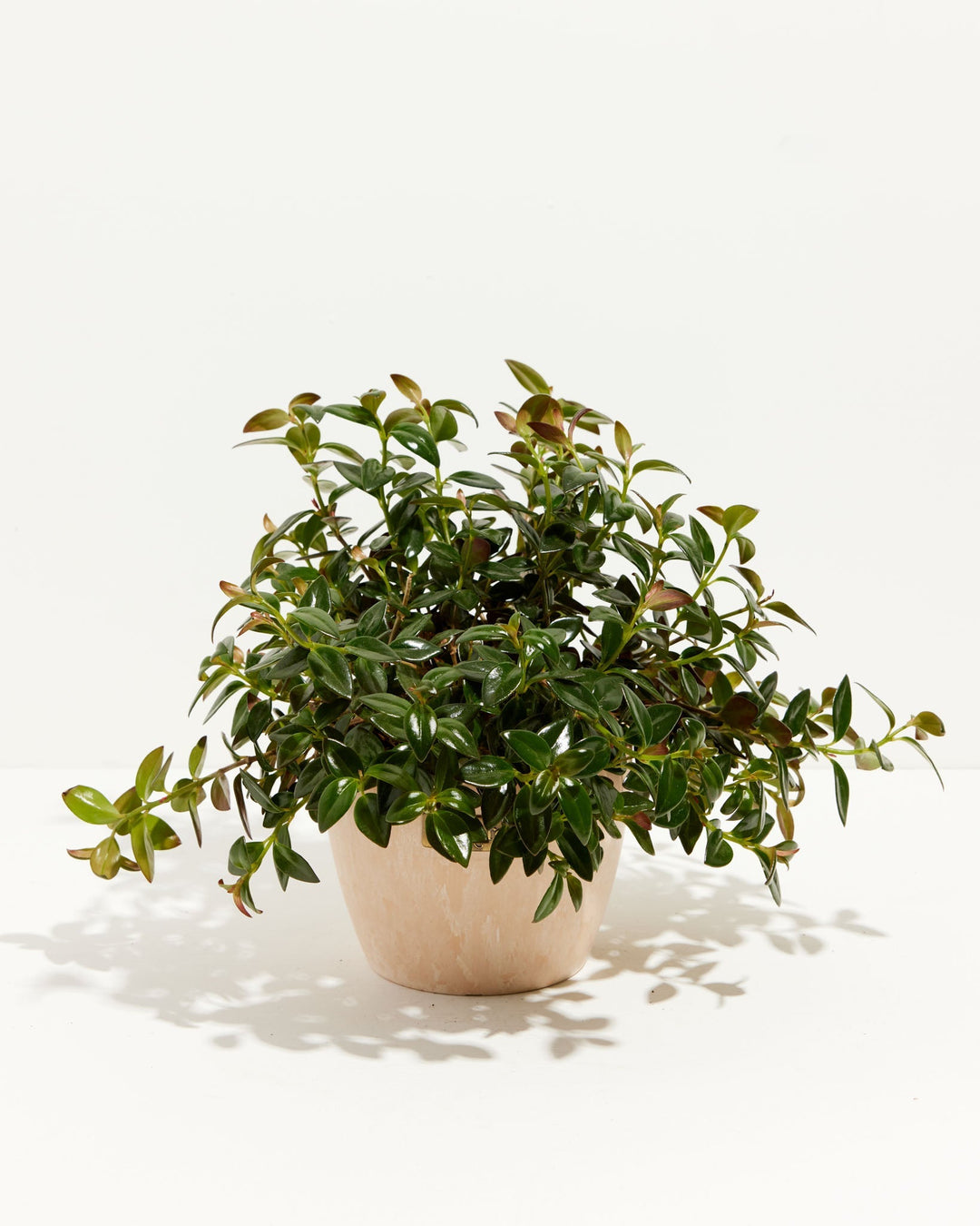 Nematanthus Black Goldfish Plant