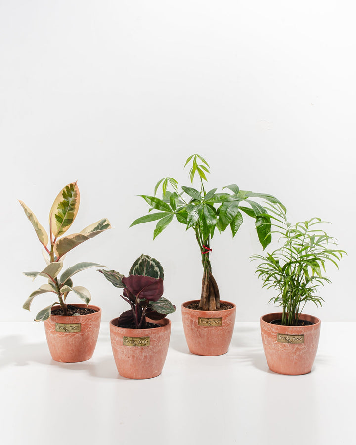 Four-plant dorm bundle with Ficus Elastica Tineke, Calathea Medallion, Money Tree, and Neanthe Bella Palm in warm terracotta pots, beginner-friendly houseplant collection for dorm rooms and apartments.
