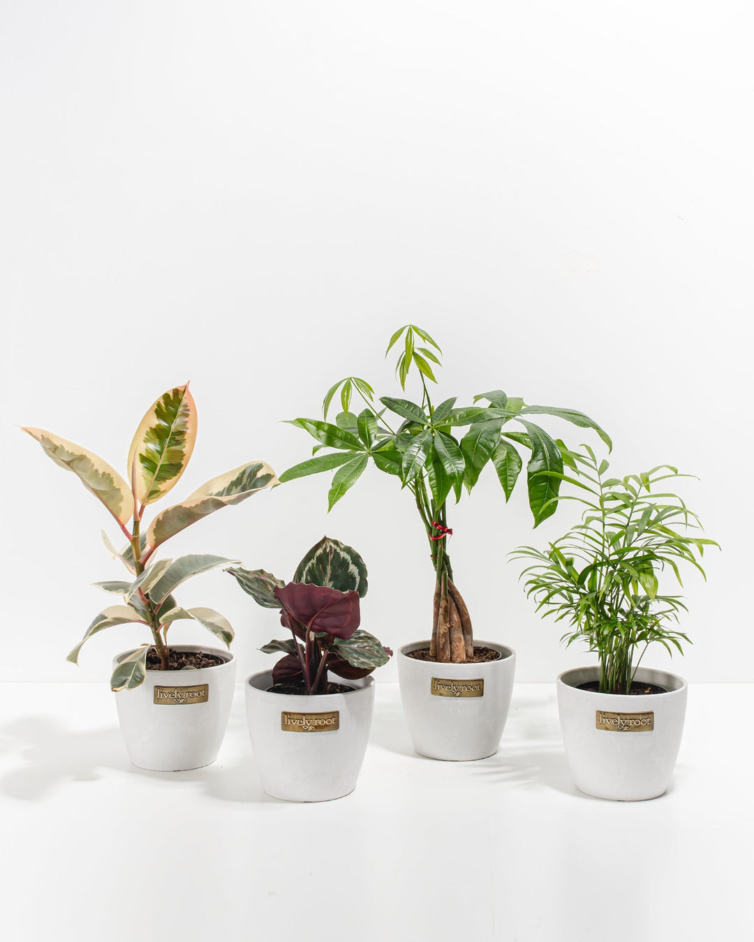Complete Dorm Room Jungle collection with Ficus Tineke, Calathea Medallion, Money Tree, and Neanthe Bella Palm in clean white ceramic pots, coordinated plant bundle for college dorm decor.