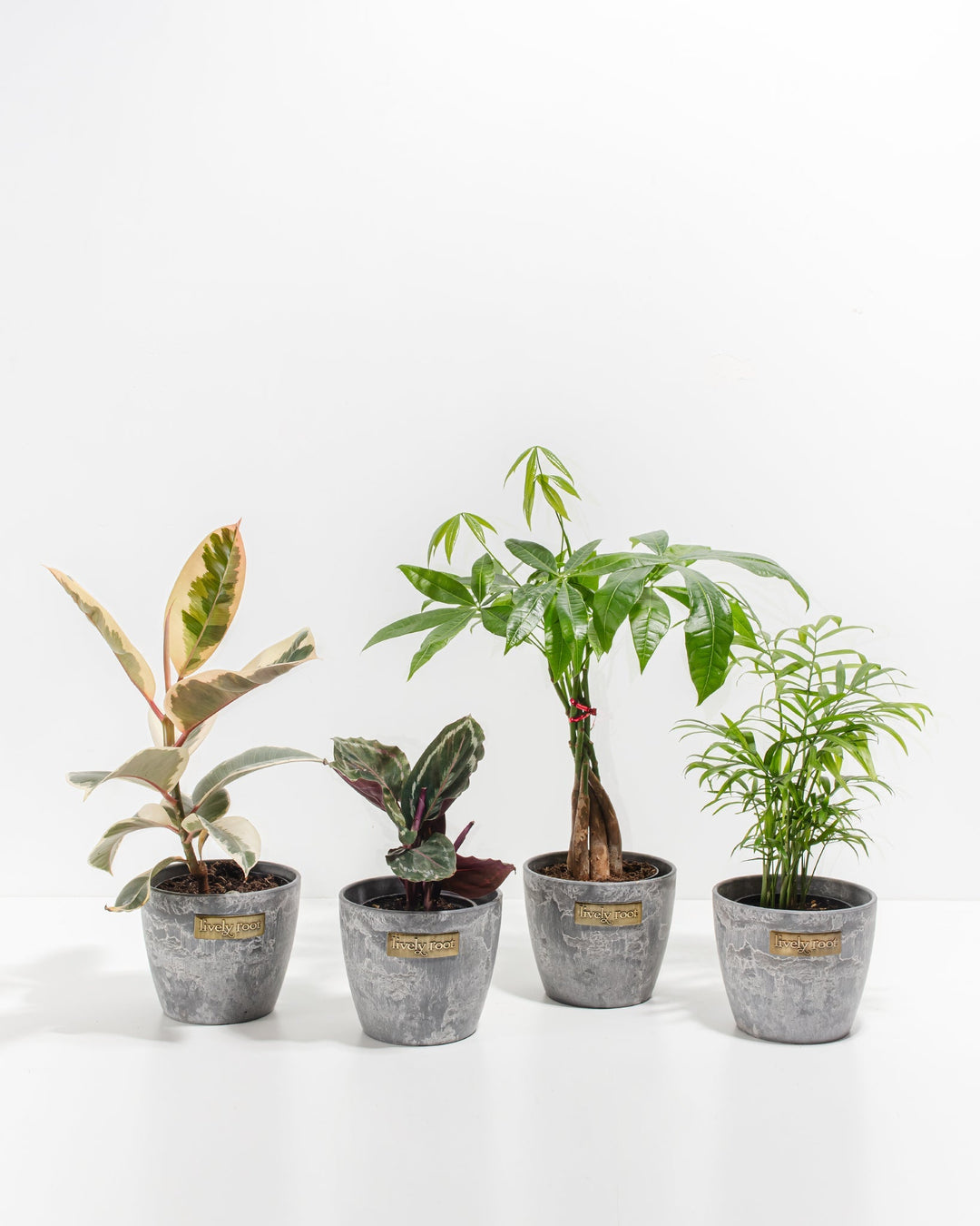 Dorm Room Jungle complete plant bundle in modern grey concrete-textured eco pots, featuring variegated Ficus, patterned Calathea, Money Tree, and tropical palm, curated houseplant set for student living.