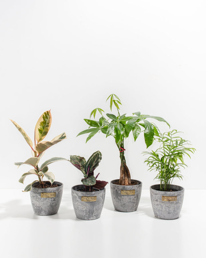 Dorm Room Jungle complete plant bundle in modern grey concrete-textured eco pots, featuring variegated Ficus, patterned Calathea, Money Tree, and tropical palm, curated houseplant set for student living.