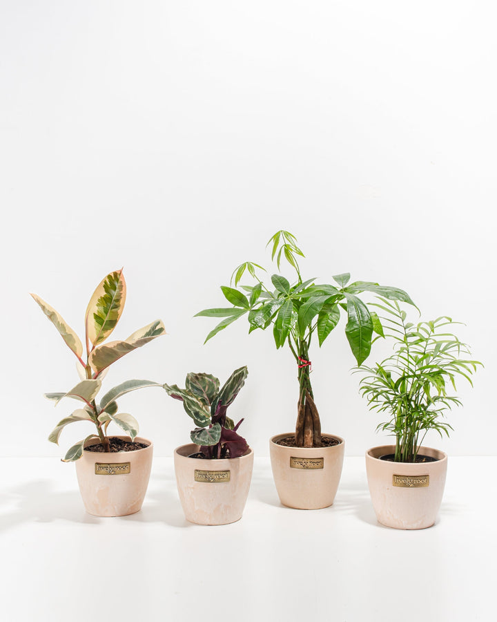 Dorm Room Jungle plant bundle featuring Ficus Tineke, Calathea Medallion, Money Tree, and Neanthe Bella Palm in pale cream eco planters, complete indoor plant set for student dorms and small spaces.