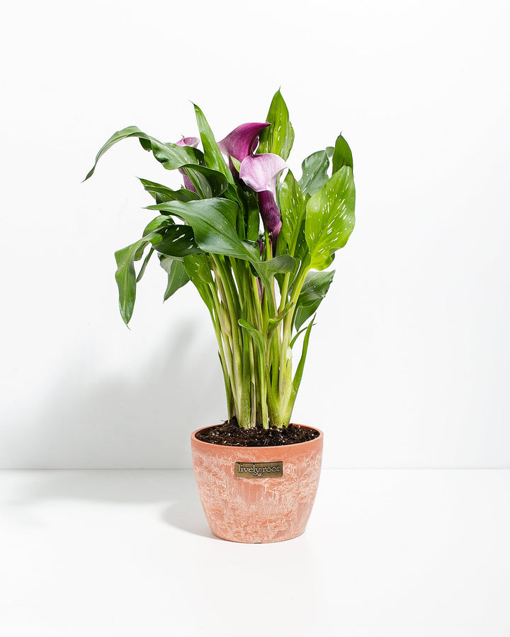 Purple Calla Lily