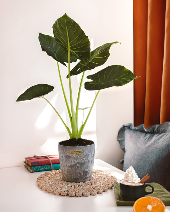 Alocasia Regal Shield in grey textured pot styled on woven rattan placemat in home setting with decorative accessories; statement tropical houseplant adding bold texture to modern interior décor.