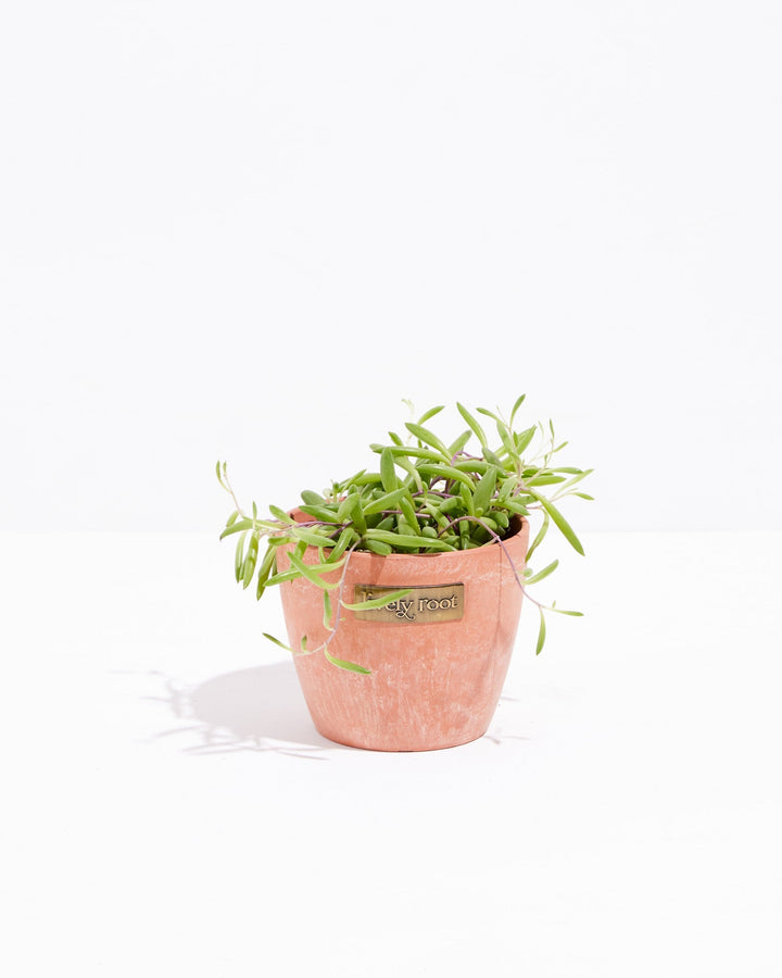 String of Rubies