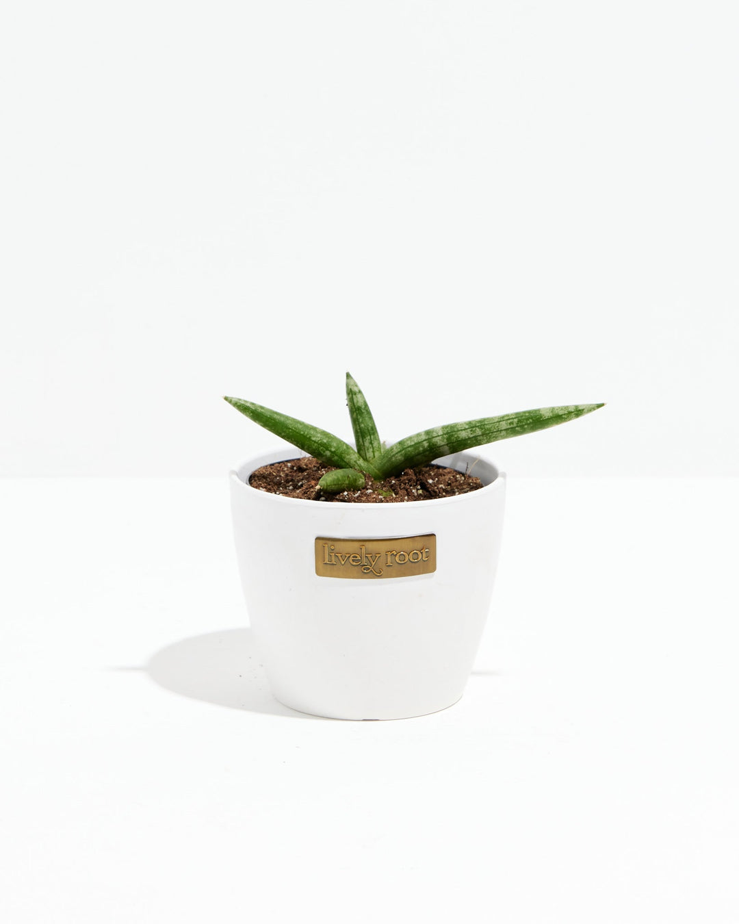 Dracaena Angolensis (Starfish Snake Plant)