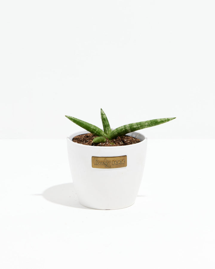 Dracaena Angolensis (Starfish Snake Plant)