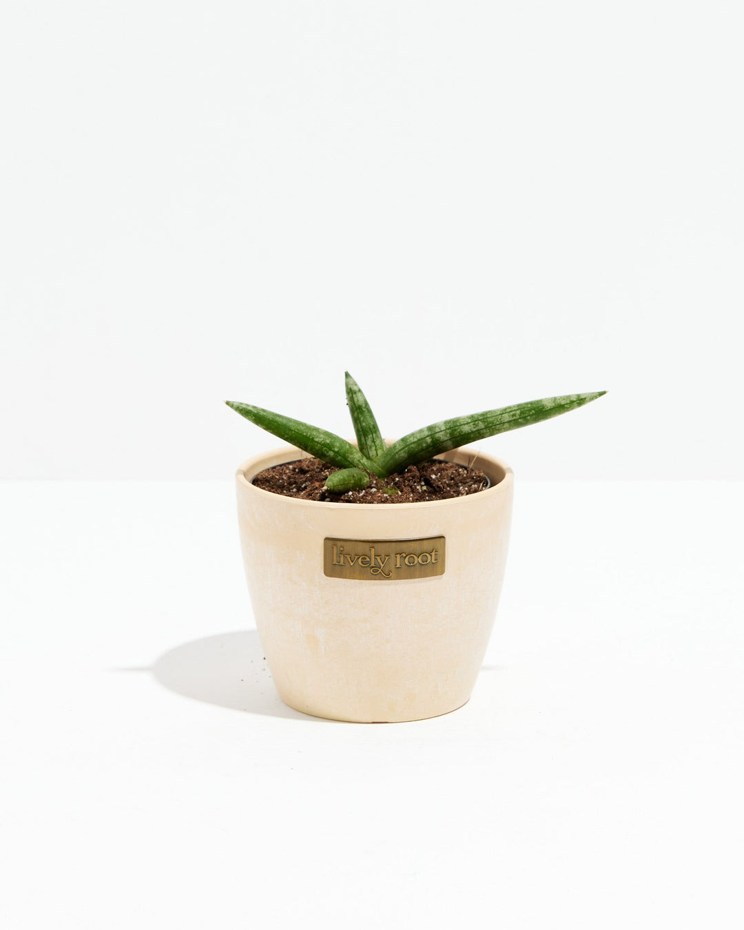 Dracaena Angolensis (Starfish Snake Plant)