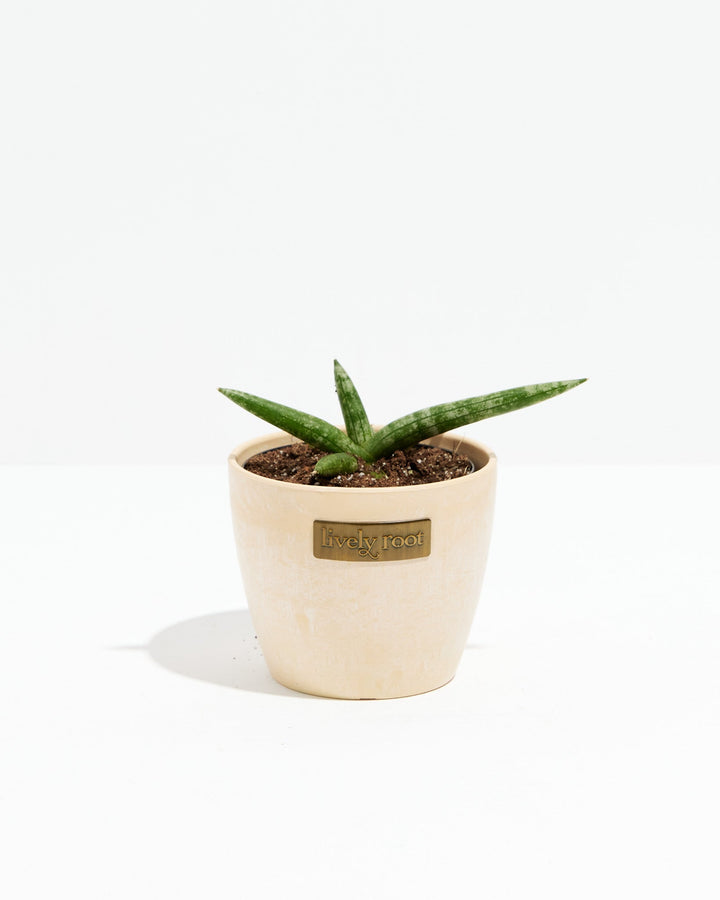 Dracaena Angolensis (Starfish Snake Plant)