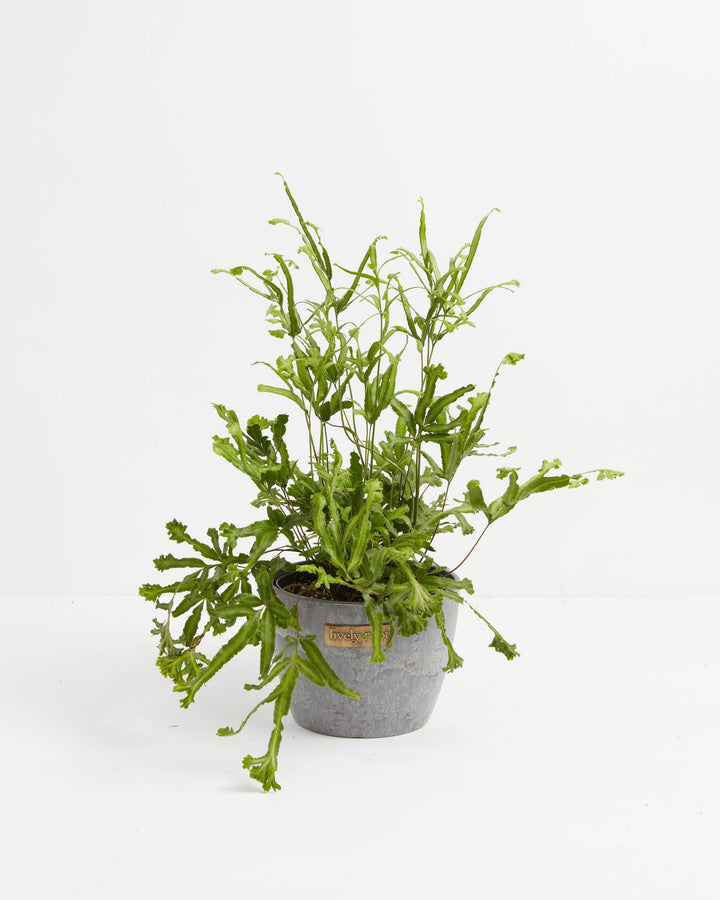 Moonlight Fern