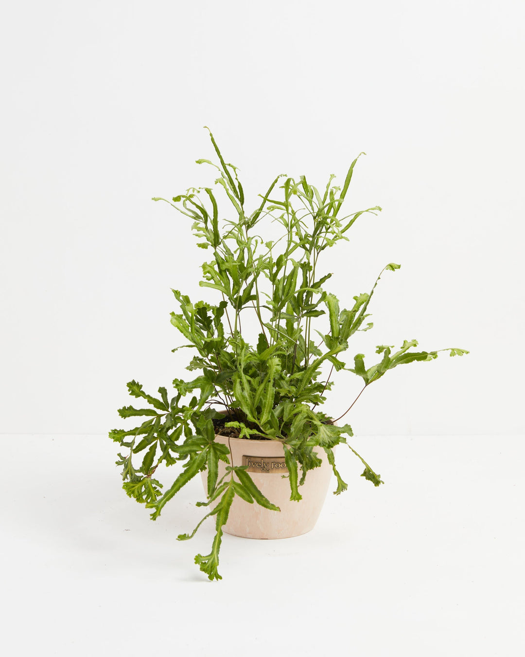 Moonlight Fern