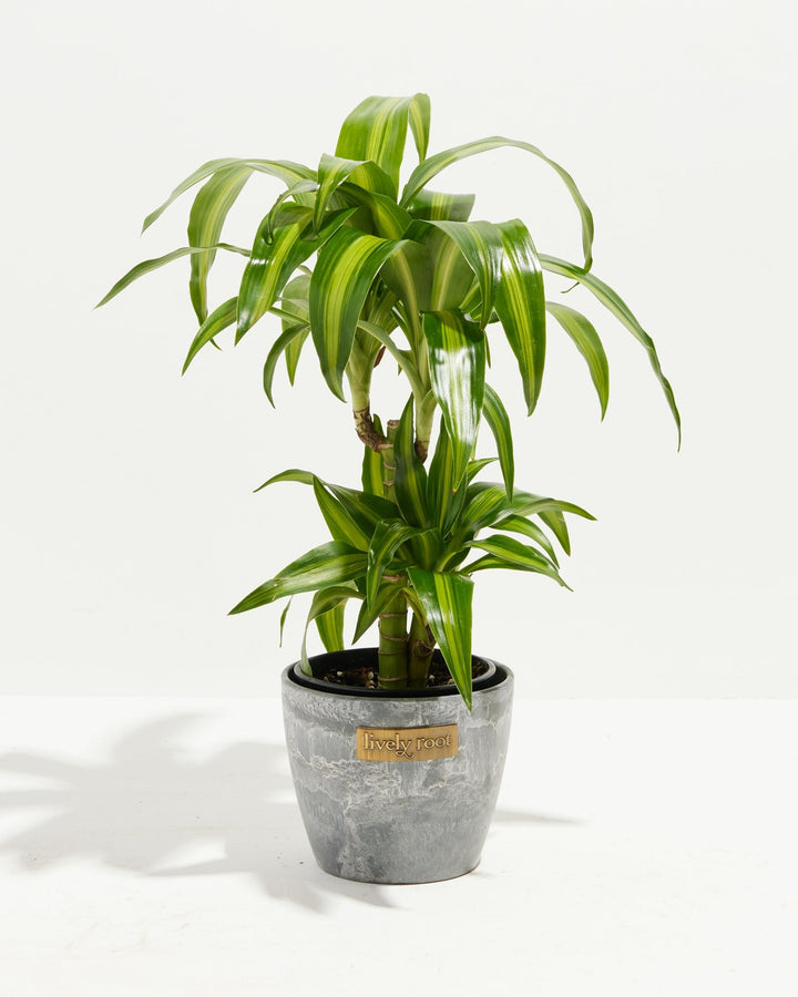 Dracaena Hawaiian Sunshine Dragon Tree