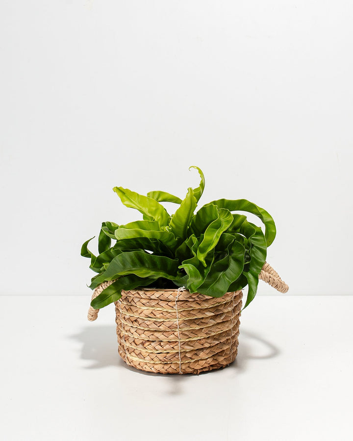 6-inch Hurricane Fern in natural woven seagrass basket with rope handles showing dense lime-green undulating foliage; decorative tropical fern perfect for shelf displays and humidity-rich indoor plant arrangements.