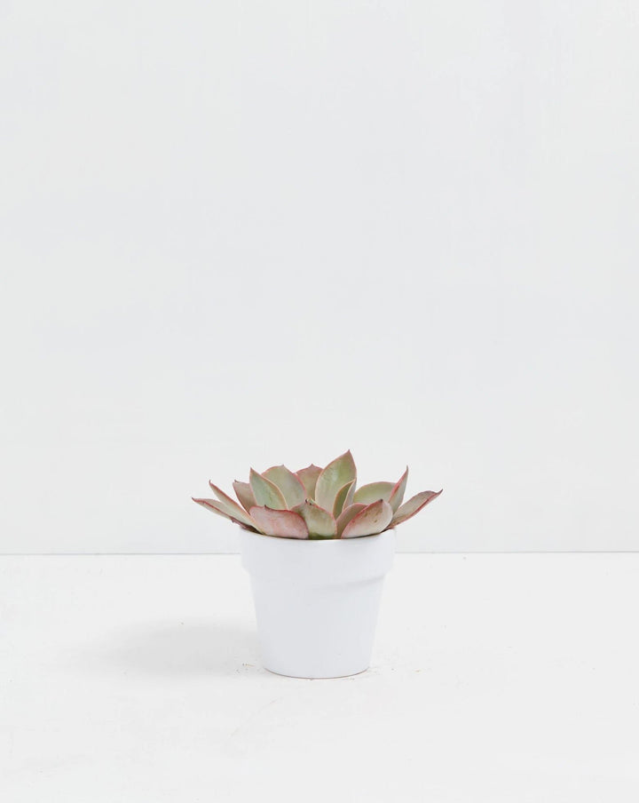 Echeveria Elegans