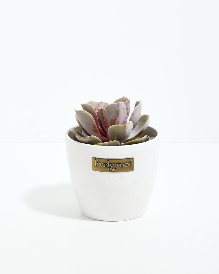 Echeveria Elegans