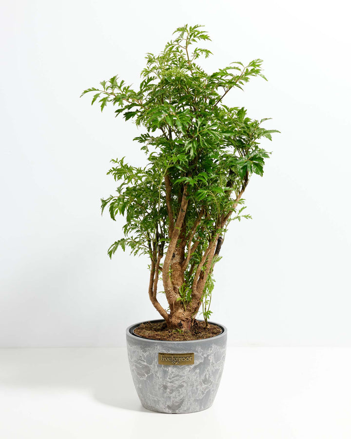 Aralia Ming Stump