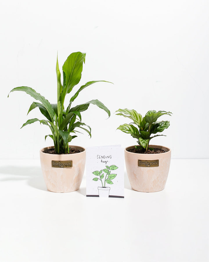 Sending Hugs Plant Bundle with white-flowering Peace Lily and compact Calathea in 4-inch white ceramic pots, ideal for sympathy and encouragement gifting.