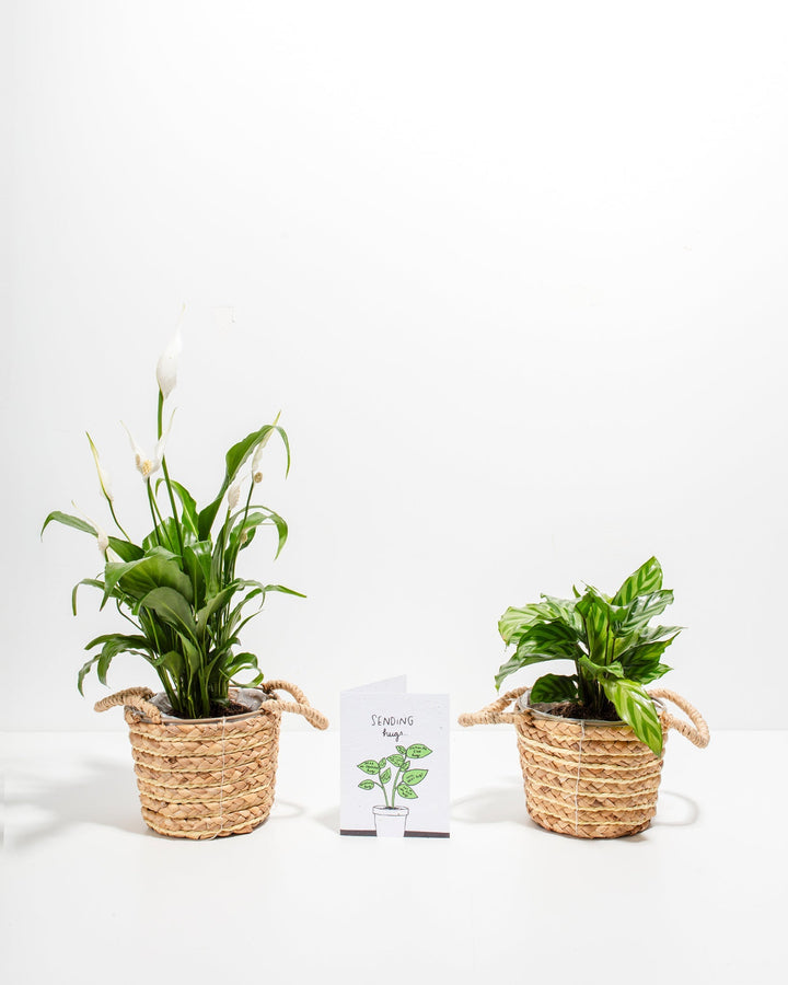 Compact Sending Hugs Bundle featuring Peace Lily with white flowers and green Calathea in 4-inch woven baskets with coordinating greeting card and watering accessories.
