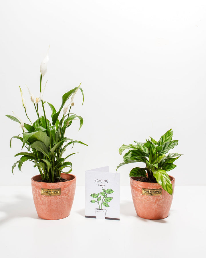 Coral-potted Sending Hugs Bundle featuring blooming Peace Lily with white spathes and variegated Calathea in 4-inch ceramic planters with care card.