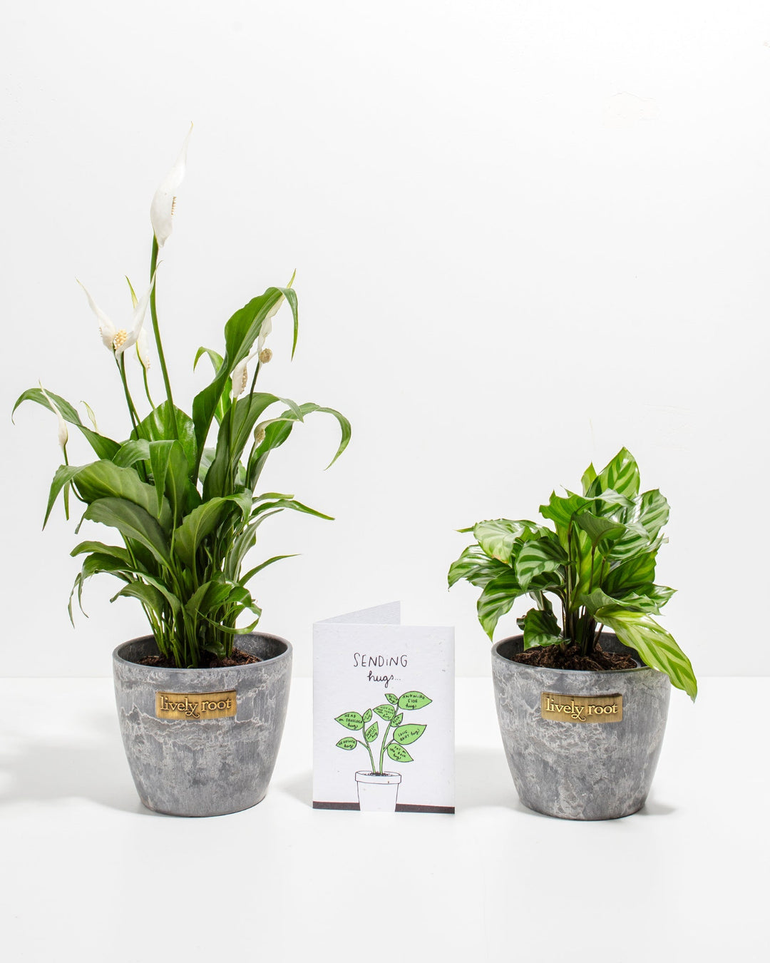 Sending Hugs Bundle with Peace Lily and Calathea in 4-inch grey ceramic pots, featuring healthy foliage and included greeting card for thoughtful gifting.
