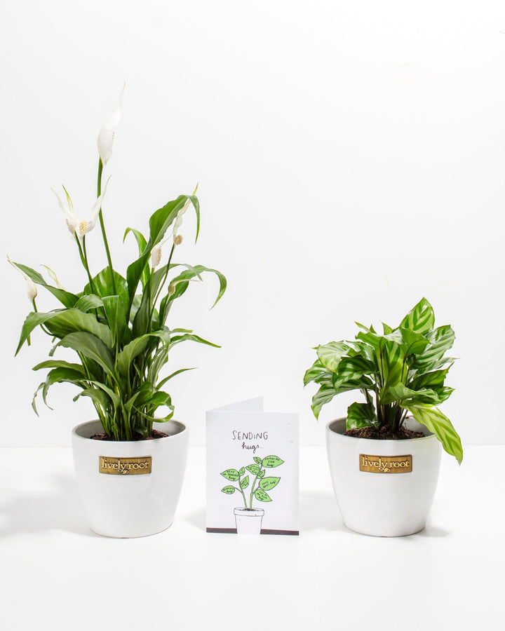 Compact Sending Hugs Plant Gift with white-flowering Peace Lily and green Calathea in 4-inch white ceramic pots with decorative greeting card included.