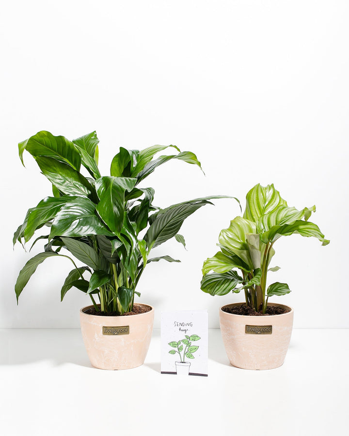 Sending Hugs Plant Bundle with Peace Lily and Calathea in 6-inch maca-colored ceramic pots with Lively Root branding, perfect for gifting with included sympathy card.