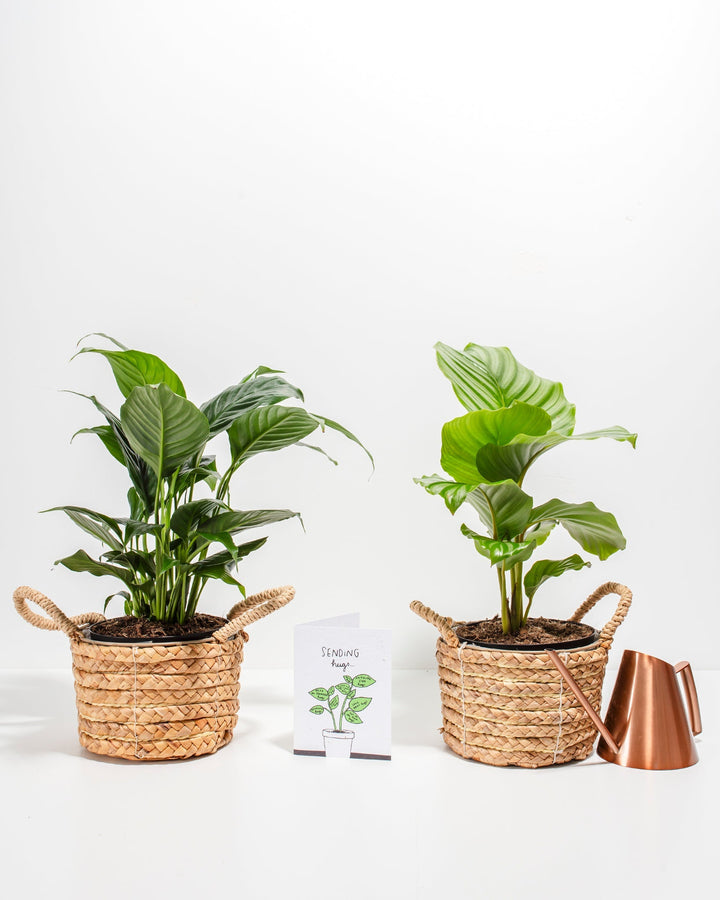 Sending Hugs Plant Bundle with Peace Lily and Calathea Orbifolia in natural woven seagrass baskets, including greeting card and copper watering can for a complete gift set.
