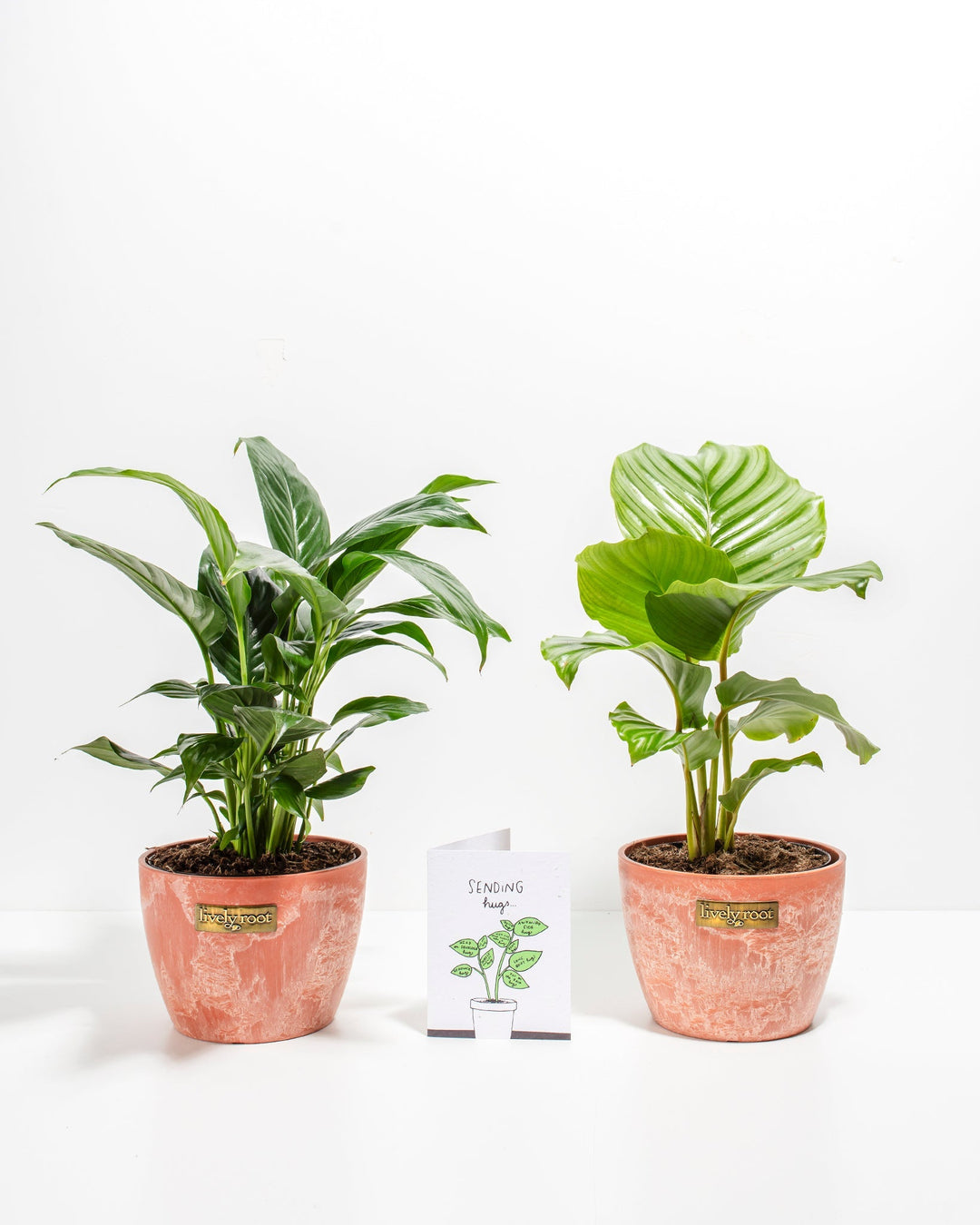 Trendy Sending Hugs Bundle featuring Peace Lily blooms and striped Calathea Orbifolia foliage in 6-inch coral-pink ceramic planters with care card.