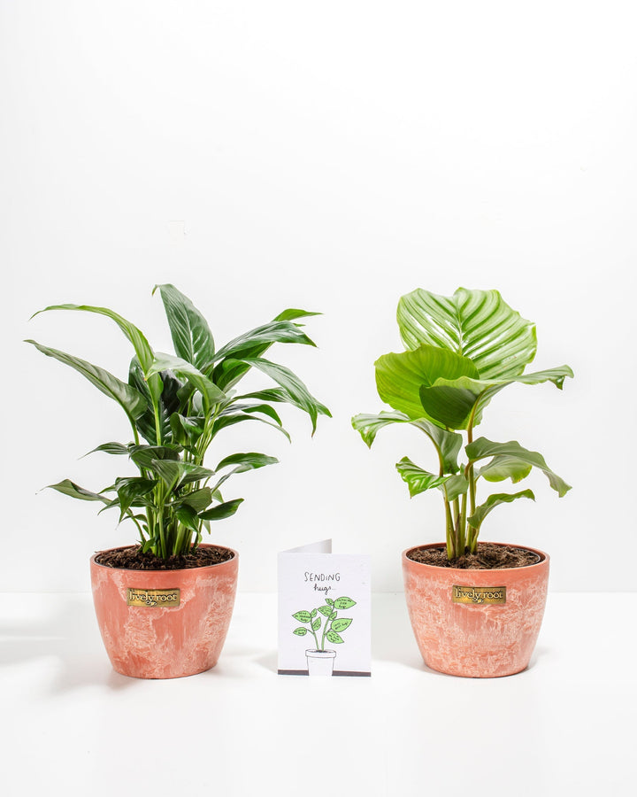 Trendy Sending Hugs Bundle featuring Peace Lily blooms and striped Calathea Orbifolia foliage in 6-inch coral-pink ceramic planters with care card.