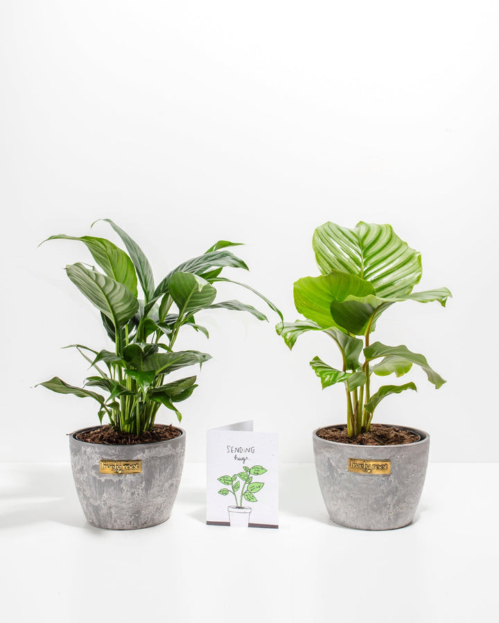 Sending Hugs Plant Gift Set with Peace Lily and green-veined Calathea in 6-inch concrete-grey ceramic pots, complete with thoughtful greeting card.