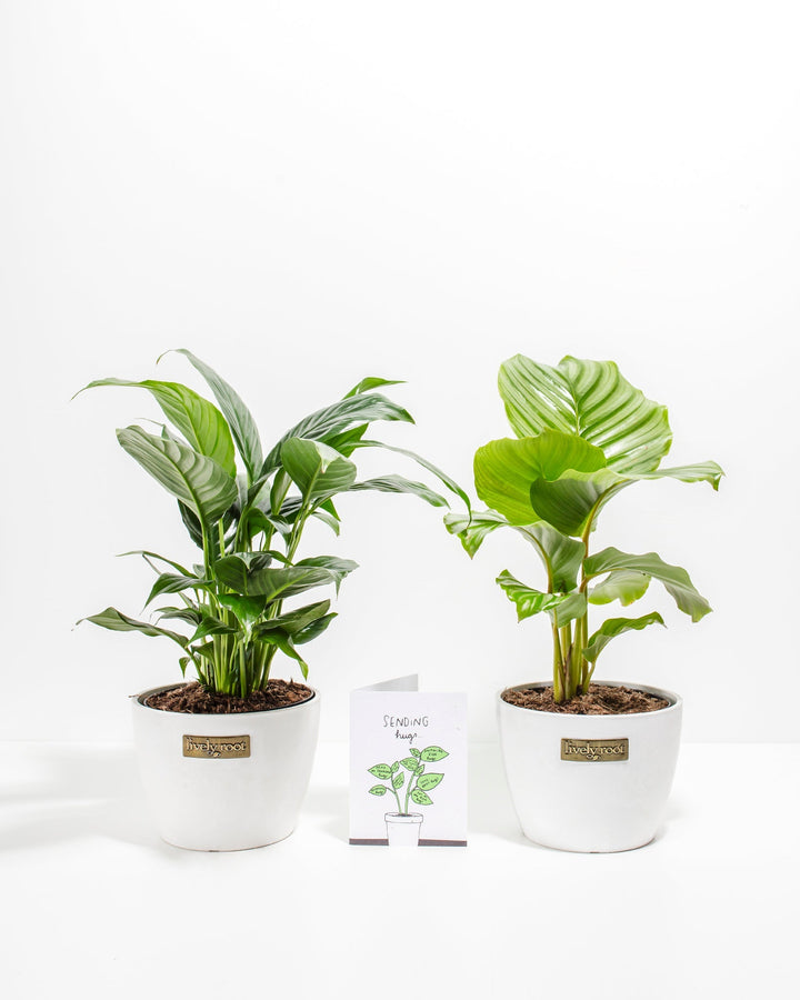 Minimalist Sending Hugs Bundle pairing Peace Lily and Calathea plants in 6-inch white ceramic planters with Lively Root branded pots and gift card included.