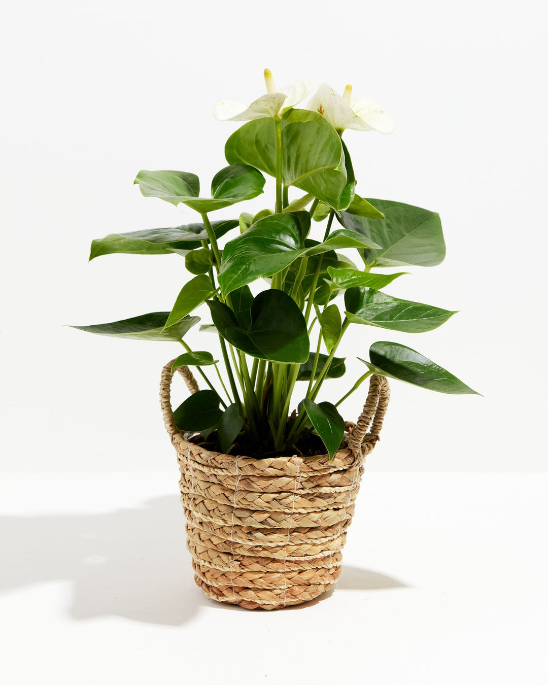 A fuller White Anthurium blooms with multiple white flowers among broad glossy leaves, set in a woven seagrass basket.