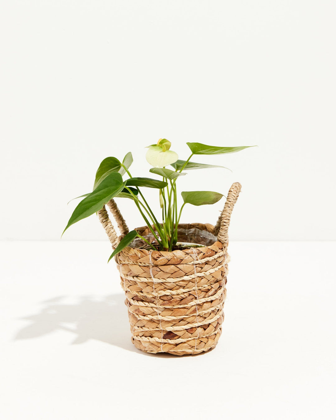 This White Anthurium showcases its signature heart-shaped leaves and pale bloom, wrapped in a handled seagrass basket.