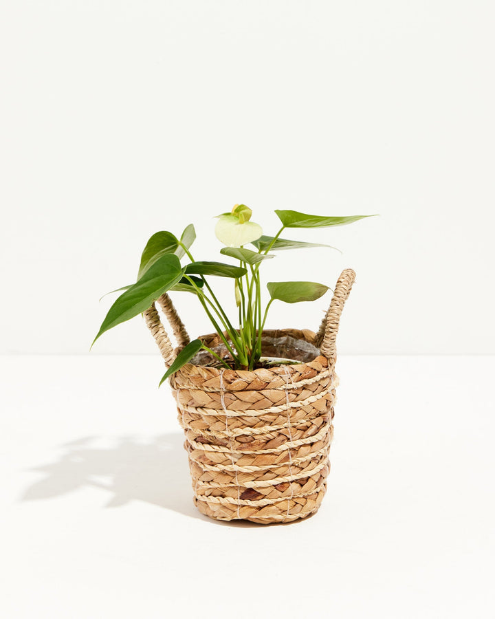 This White Anthurium showcases its signature heart-shaped leaves and pale bloom, wrapped in a handled seagrass basket.