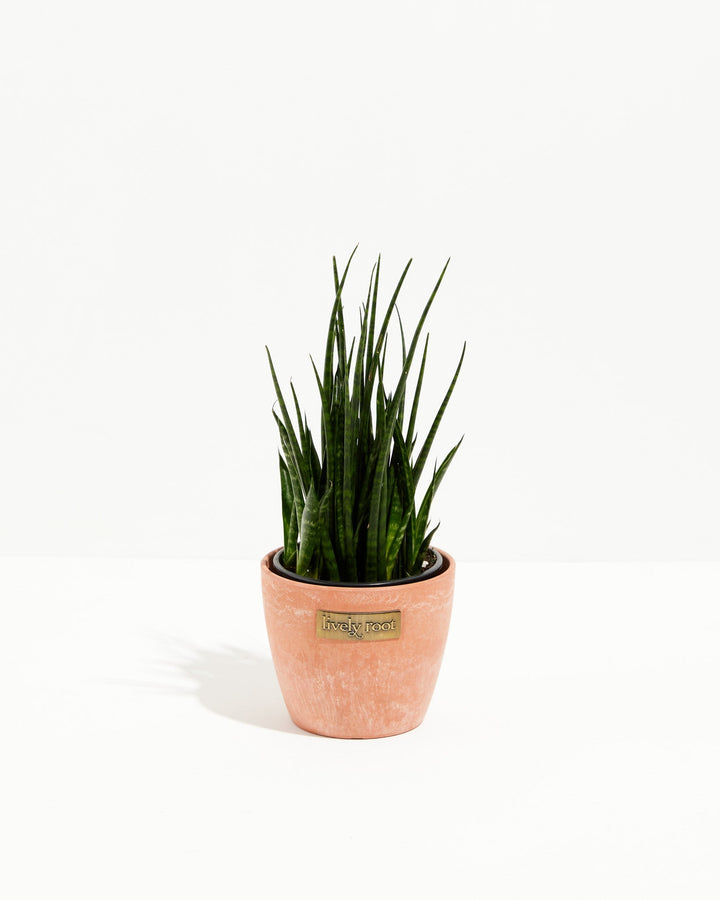 Sansevieria Fernwood
