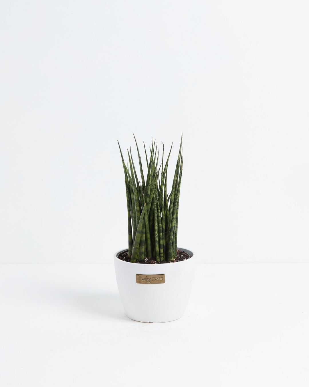 Sansevieria Fernwood