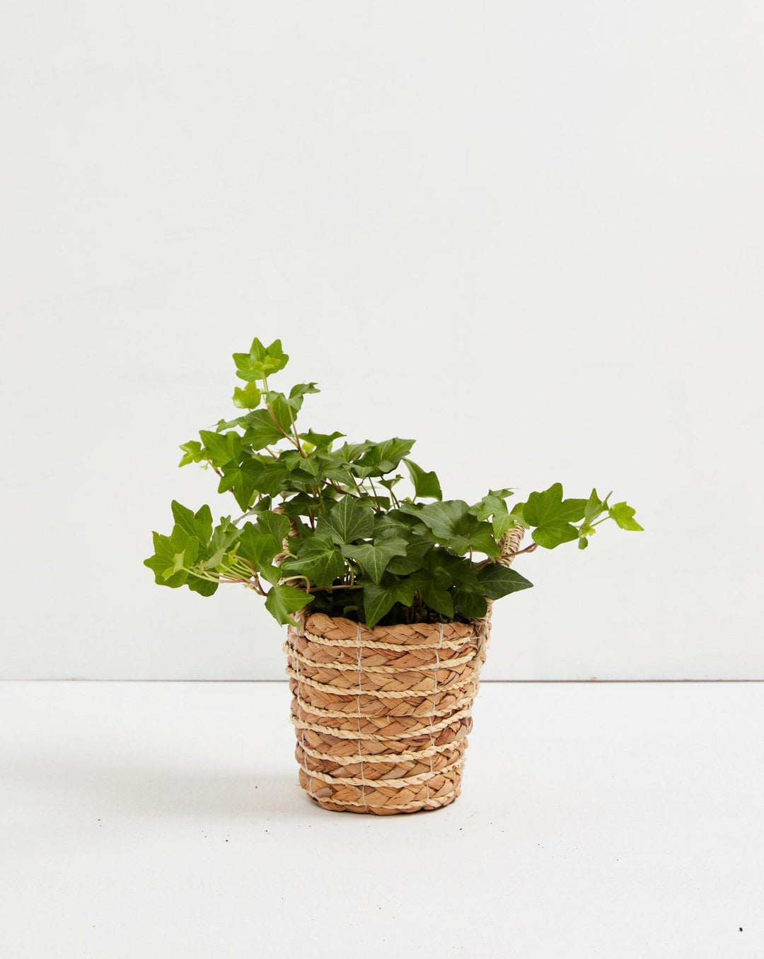 English Ivy Plant (Hedera helix)