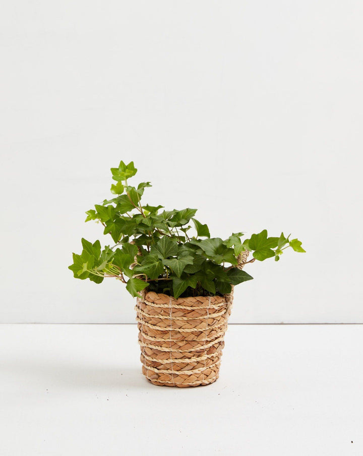English Ivy Plant (Hedera helix)