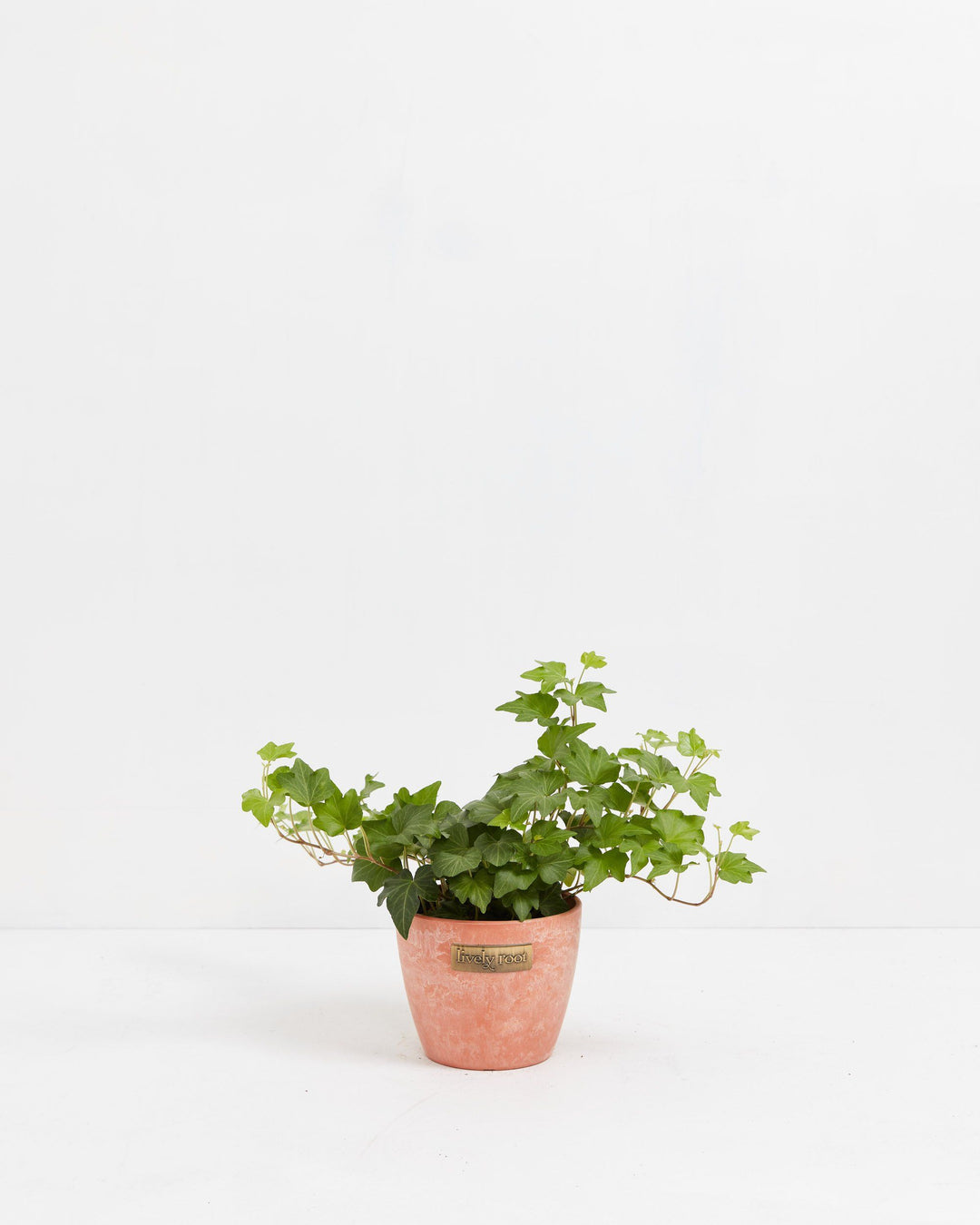 Small English Ivy plant (Hedera helix) in a terracotta pink textured Lively Root eco pot with spreading green trailing vines