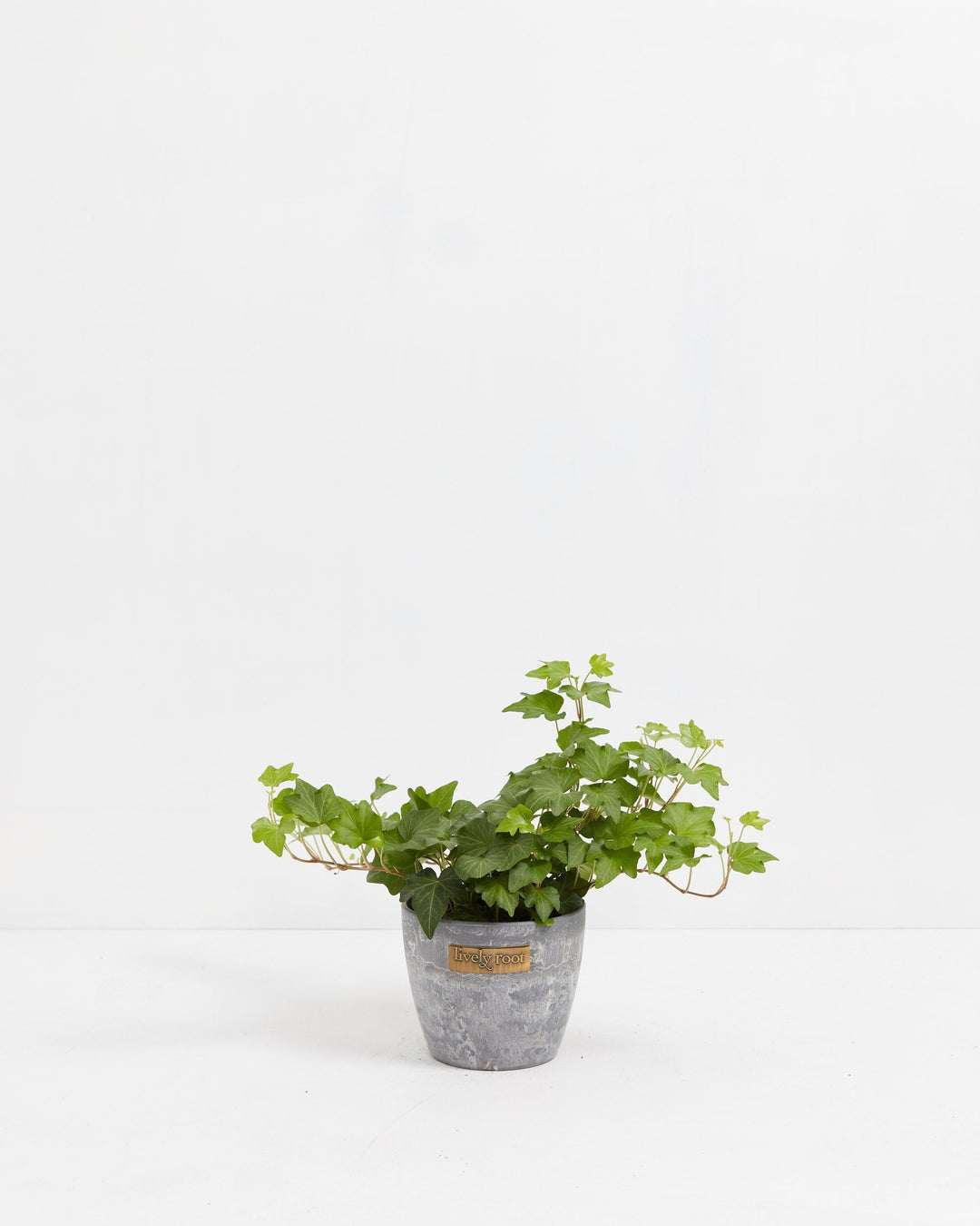 Small English Ivy plant (Hedera helix) in a gray textured Lively Root eco pot with spreading green trailing vines