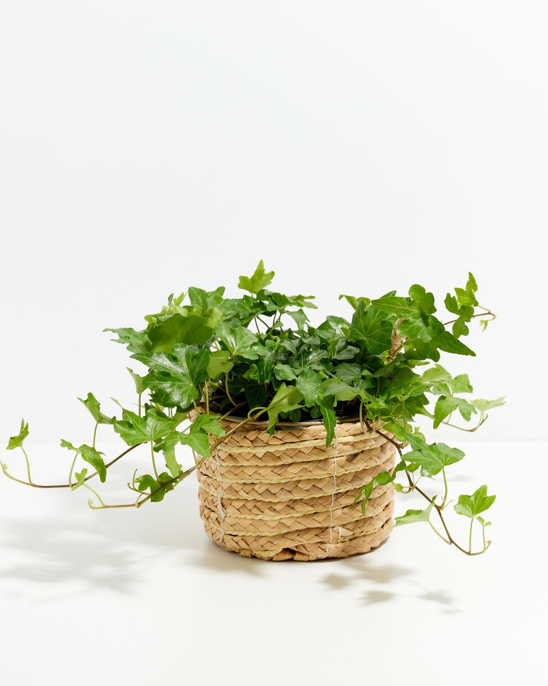 English Ivy Plant (Hedera helix)