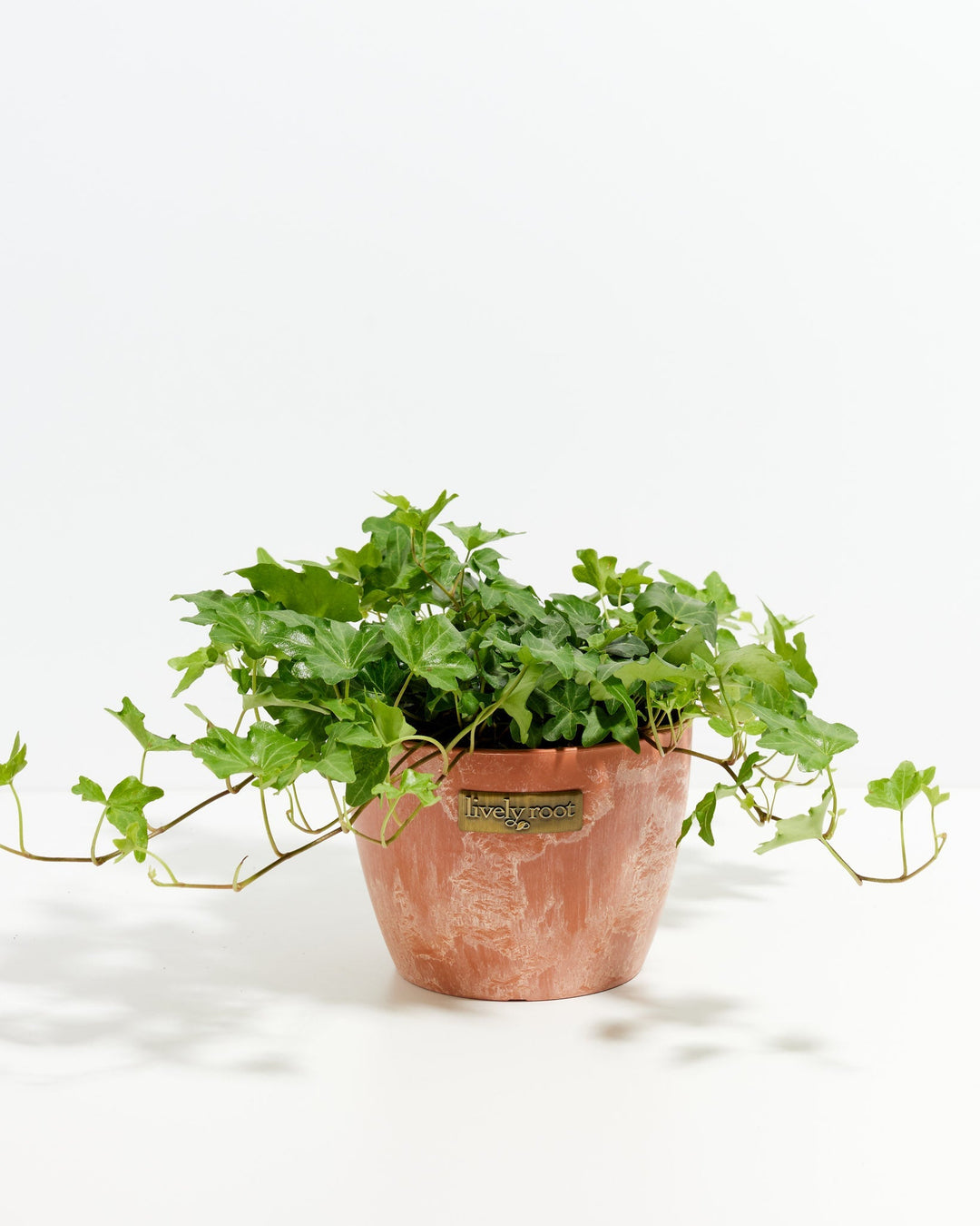 English Ivy Plant (Hedera helix)