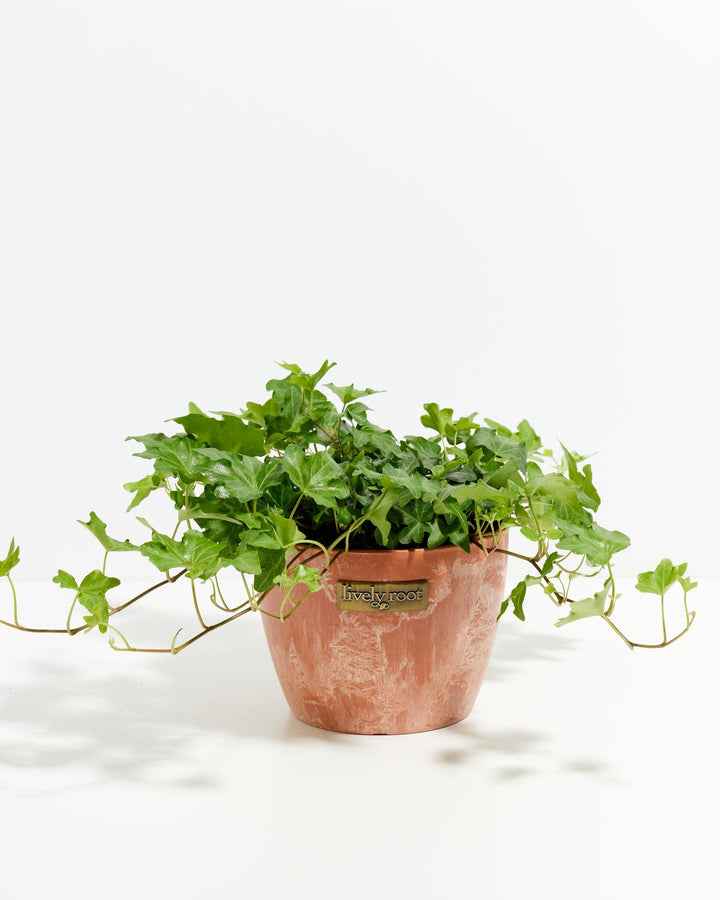 English Ivy Plant (Hedera helix)