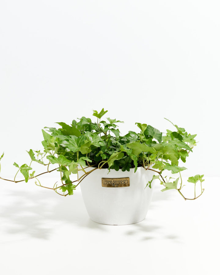 Small English Ivy plant (Hedera helix) in a cream beige Lively Root branded pot with compact green lobed leaves and trailing vines