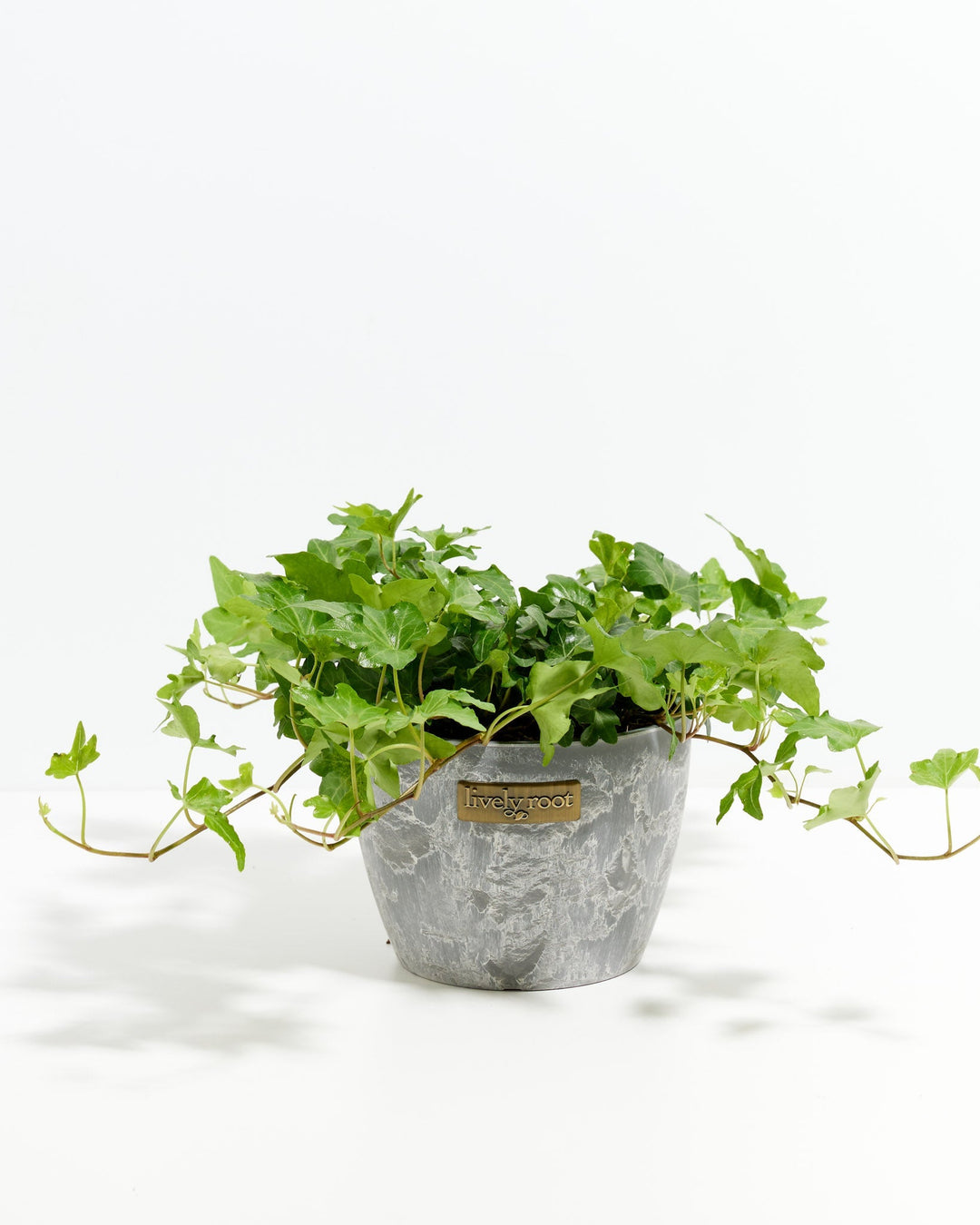 Medium English Ivy plant (Hedera helix) in a 6-inch gray marbled Lively Root pot with full green trailing vines spreading wide