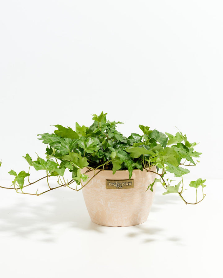 English Ivy Plant (Hedera helix)