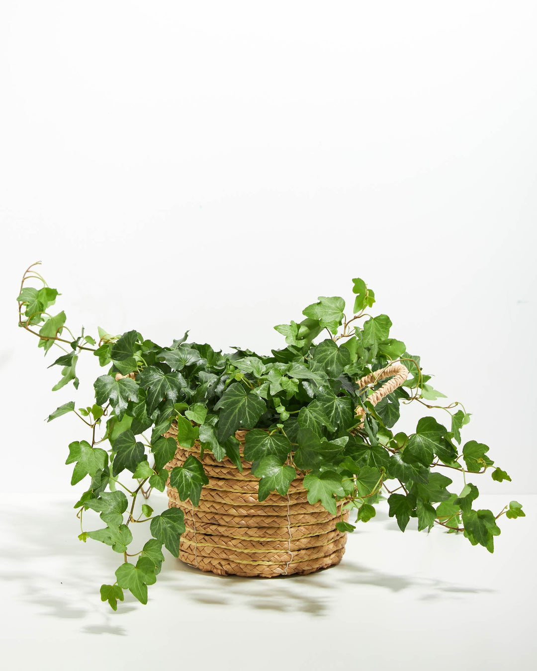 English Ivy Plant (Hedera helix)
