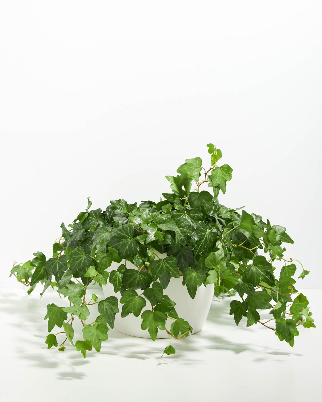 English Ivy Plant (Hedera helix)